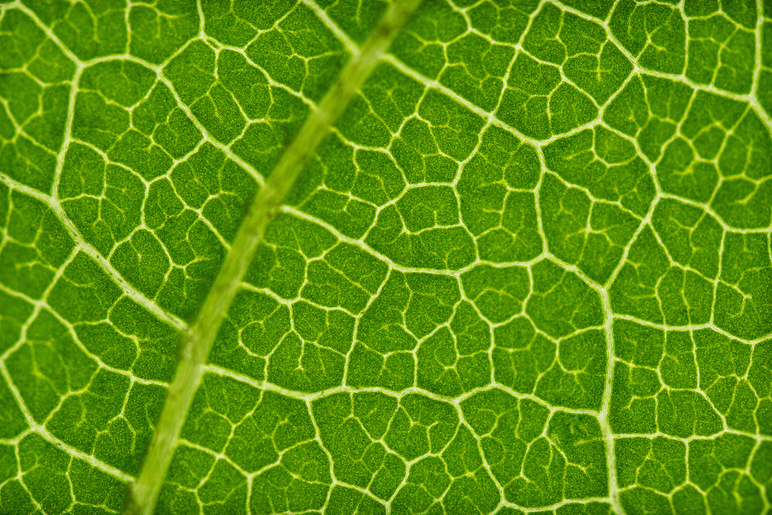 Foto einer grünen Blattunterseite mit vielen Verzweigungen